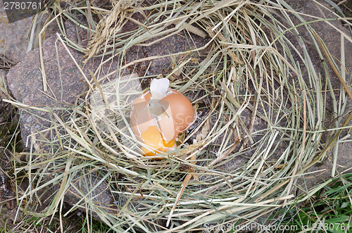 Image of broken chicken eggs on stone and hay outdoor 