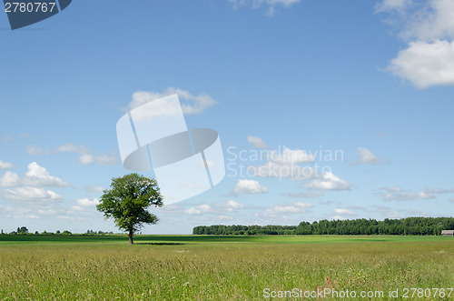 Image of view of green field and tree blue sky background 