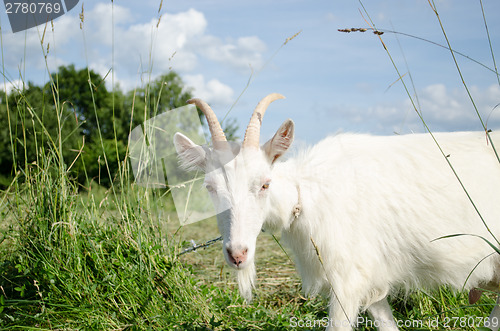 Image of white goat in green meadow pasture 