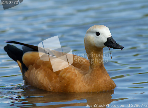 Image of Ruddy Shelduck