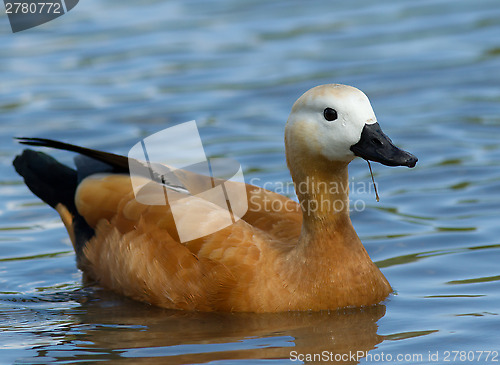 Image of Ruddy Shelduck