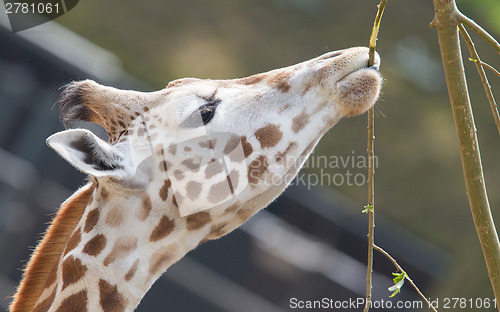 Image of Giraffe eating