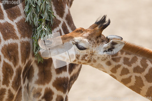 Image of Young giraffe eating