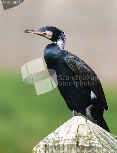 Image of Cape Cormorant