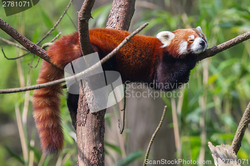Image of Red Panda, Firefox or Lesser Panda 