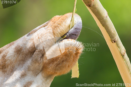 Image of Giraffe eating