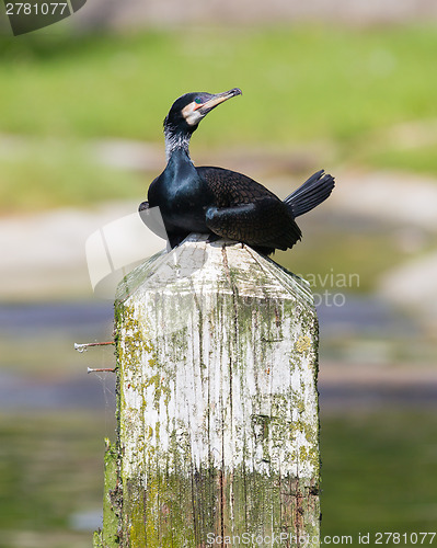 Image of Cape Cormorant