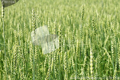 Image of Green wheat ears