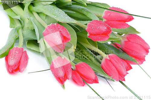 Image of Magenta Tulips
