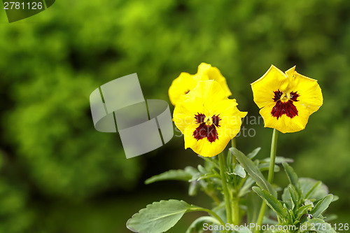 Image of yellow pansy flowers
