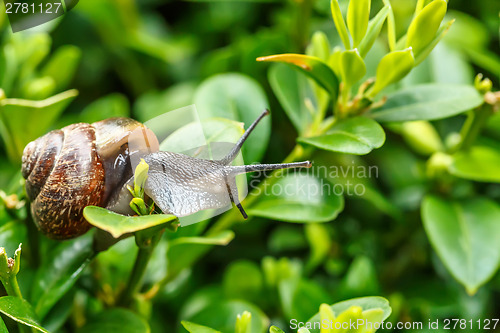 Image of small garden snail