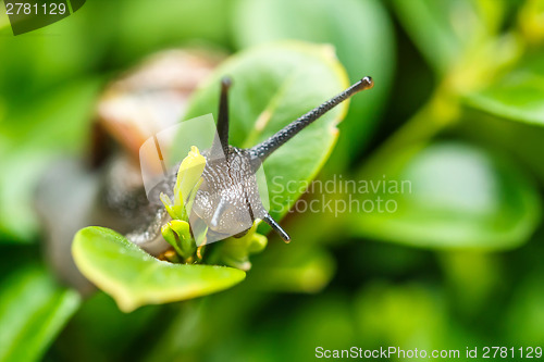 Image of small garden snail