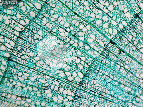 Image of Pine Wood micrograph
