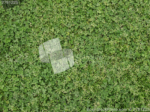 Image of Meadow grass