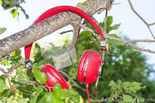 Image of Vibrant red wired headphones on the branch