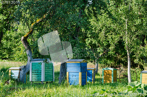 Image of bee hives under fruit trees in garden. Beekeeping 