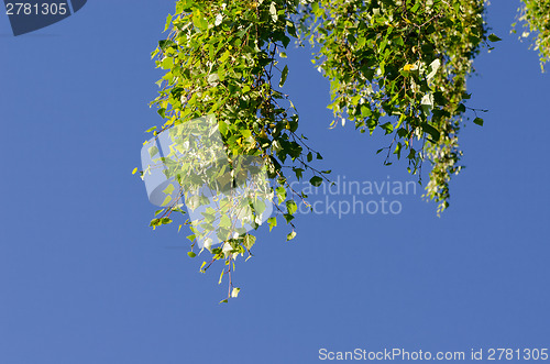 Image of Leaves on branch of birch tree against blue sky 