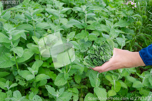 Image of herbalist hand pick mint herb leaves in garden 