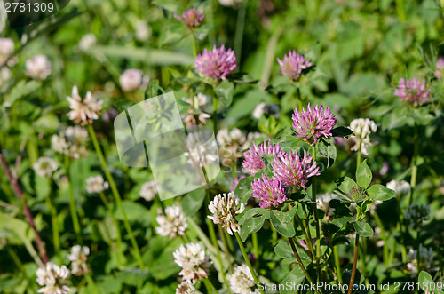 Image of dewy white and red clover plants grow in meadow 