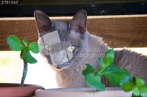 Image of  Burmese Cat with plants