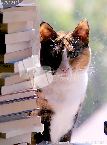 Image of calico cat with stack of books