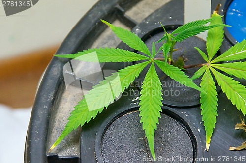 Image of close up of young marijuana plants