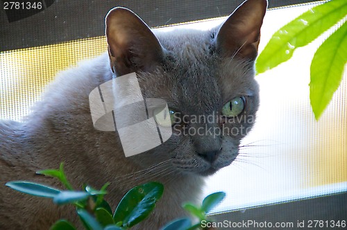 Image of Head of Burmese Cat