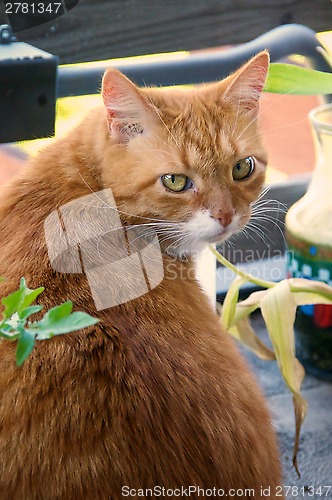 Image of orange ginger cat looking at viewer