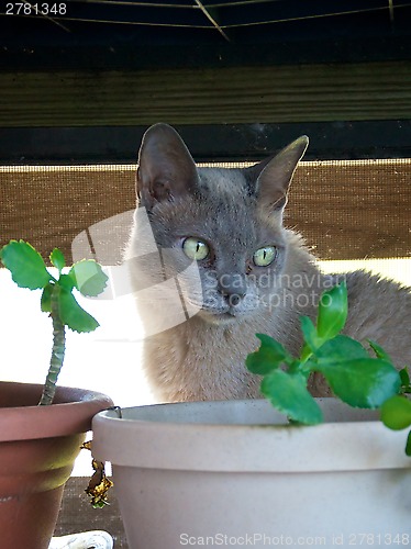 Image of Portrait of Burmese Cat with plant