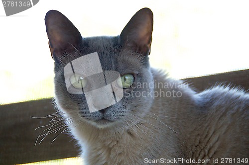 Image of Portrait of Burmese Cat