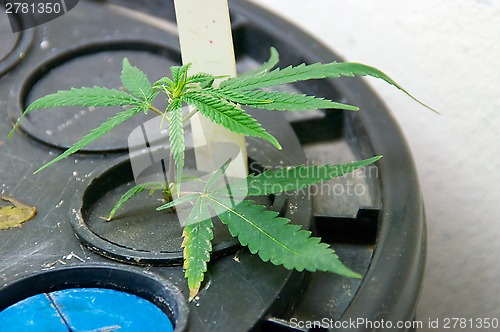 Image of young marijuana plants