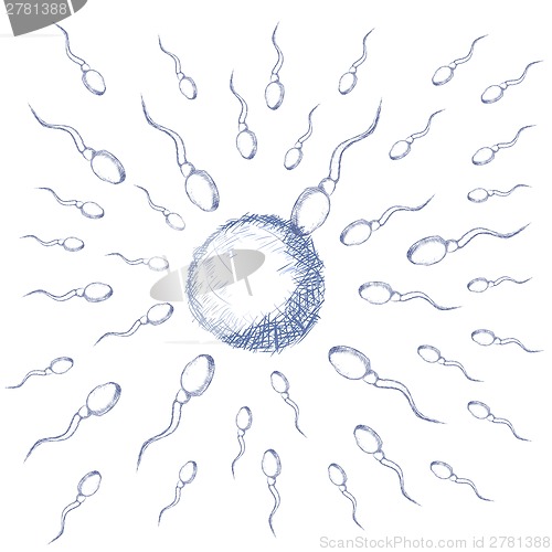 Image of Illustration of egg and sperm