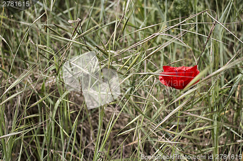 Image of Lone Red poppy on green weeds field