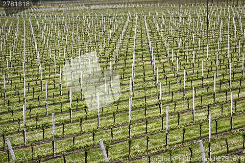 Image of rows of vines