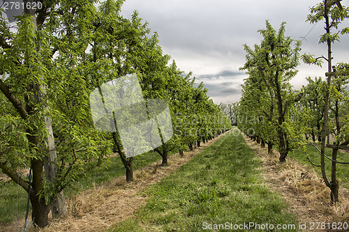 Image of Peach trees rows