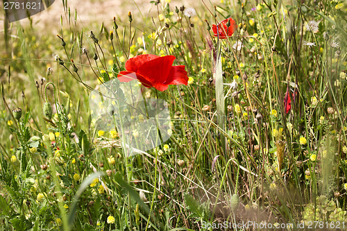 Image of Lone Red poppy on green weeds field