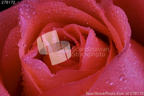 Image of Pink Rose