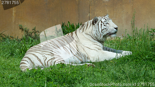 Image of White tiger