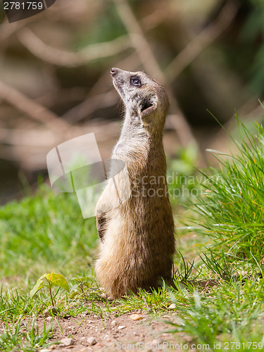 Image of Meerkat portrait