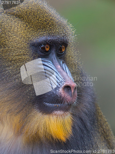 Image of Portrait of the adult mandrill