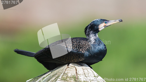 Image of Cape Cormorant