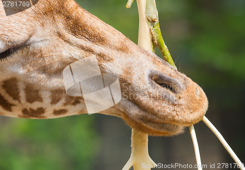 Image of Giraffe eating