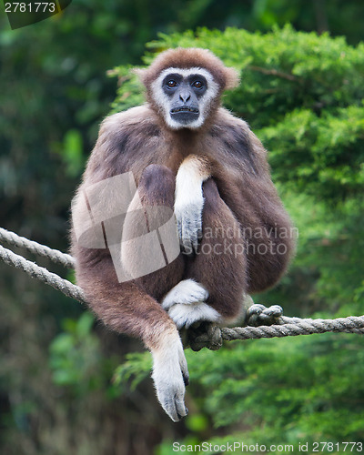 Image of Lar Gibbon, or a white handed gibbon