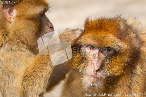 Image of Two mature Barbary Macaque grooming