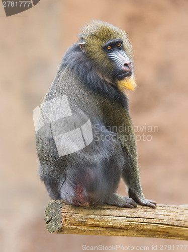 Image of Portrait of the adult mandrill