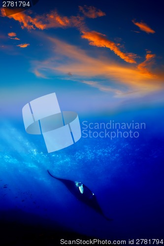 Image of Manta Ray in the sunset