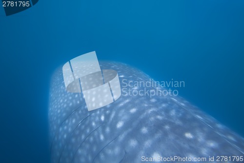 Image of Whale Shark