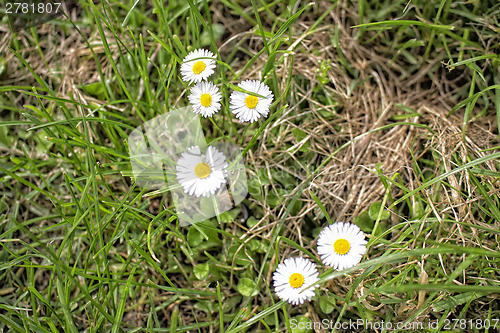 Image of Daisy macro: bellis perennis