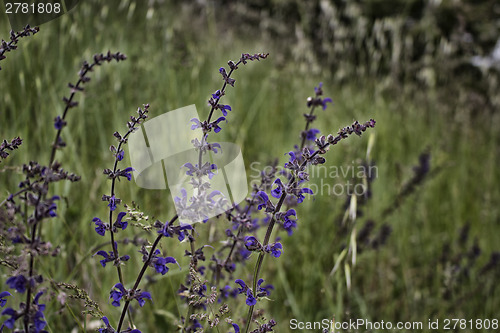 Image of Purple flower on weeds background