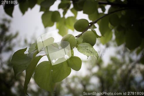 Image of Unripe fruit on apricot tree